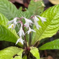 Neurocalyx gardneri Thwaites